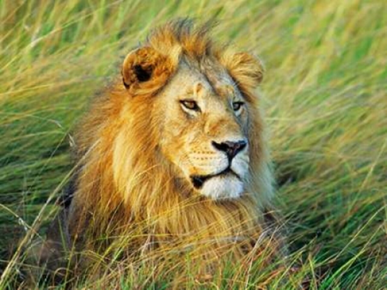 African lion, Masai Mara, Kenya Poster Print by Frank Krahmer - Item # VARPDX3FK3131